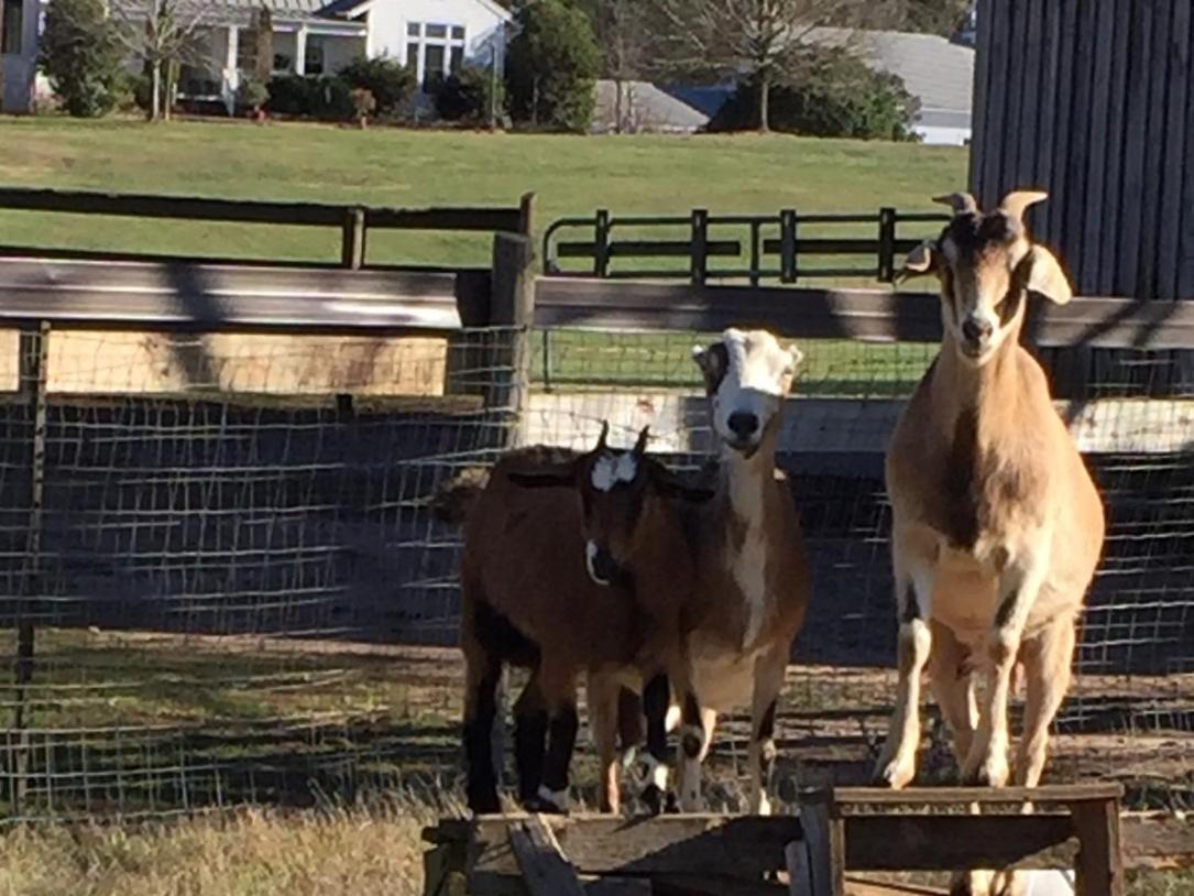 The Farmhouse Inn Buckhead Esterno foto